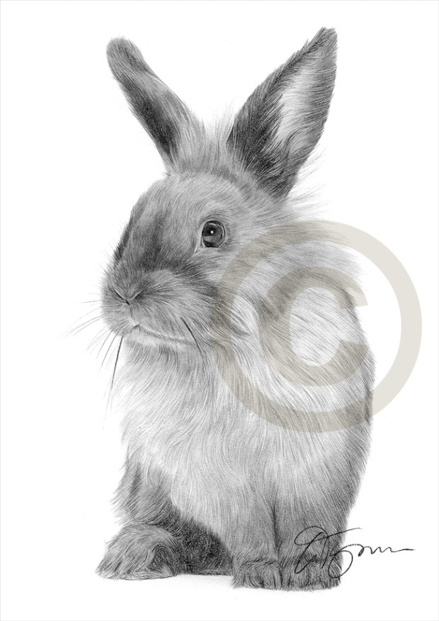 rabbit01