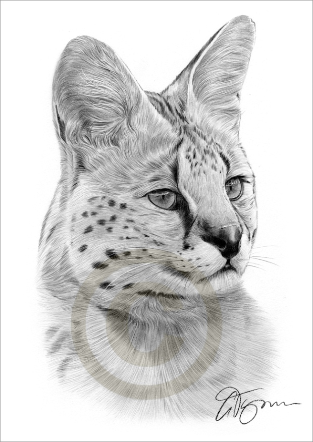 serval01