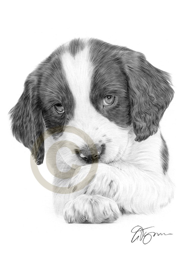 pencil-drawing-springer-spaniel-puppy