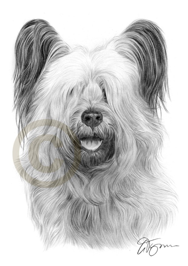 pet-portrait-skye-terrier-pencil-artwork