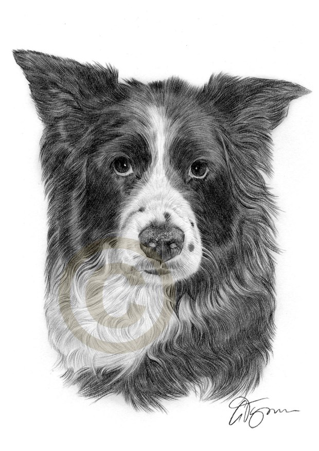 pet-portrait-border-collie-artwork-dog