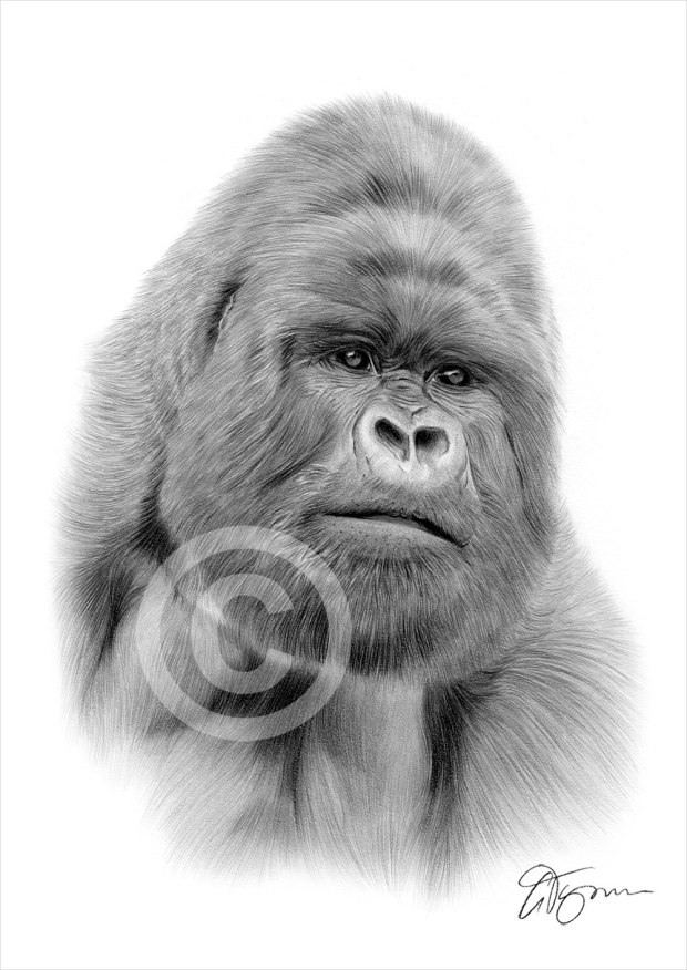 mountain-gorilla-pencil-drawing