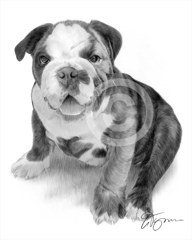 english-bulldog-puppy-pencil-drawing