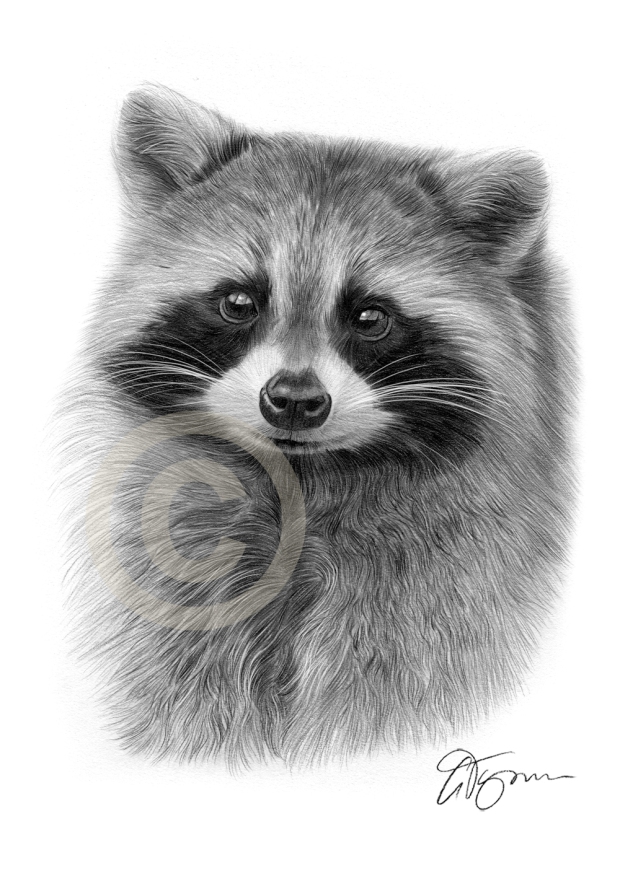 raccoon-artwork-pencil-drawing