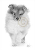 sheltie-puppy-pencil-drawing