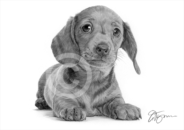 dachshund-pencil-drawing