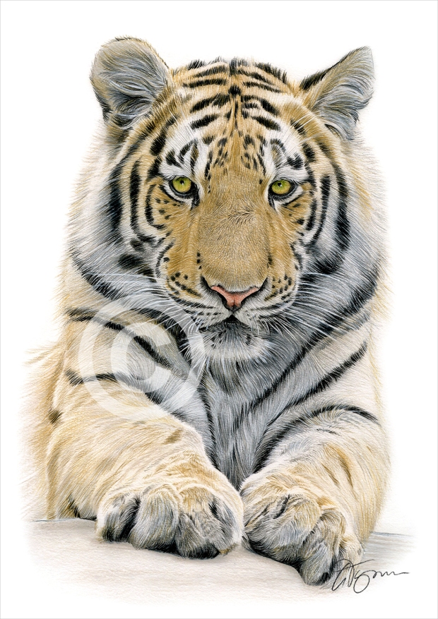 Bengal-Tiger-1-(colour)
