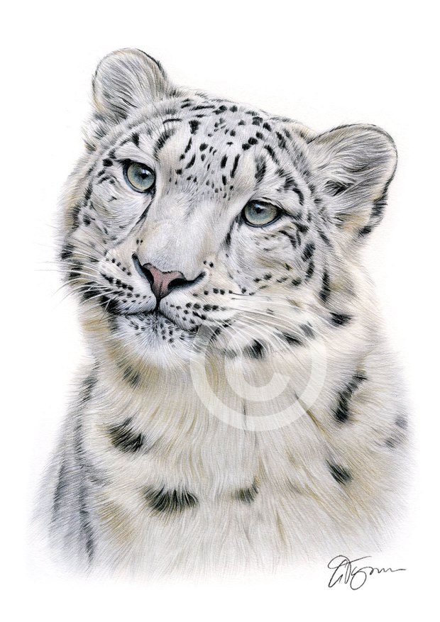 snow-leopard-colour-pencil-drawing-1